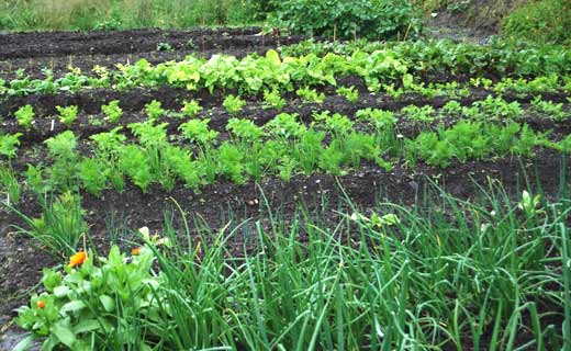 Fresh Vegetables Growing Locally in Claremorris